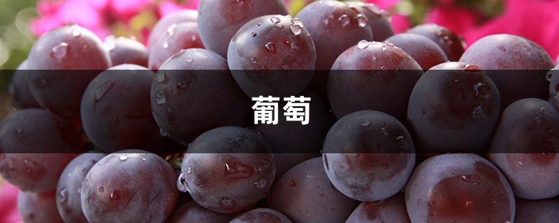 1斤葡萄8两酒,她做的葡萄酒太香,开盖就被抢光了! 1斤葡萄8两酒,她做的葡萄酒太香,开盖就被抢光了!