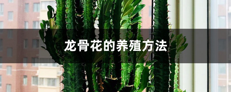 龙骨花的养殖方法 龙骨花的养殖方法