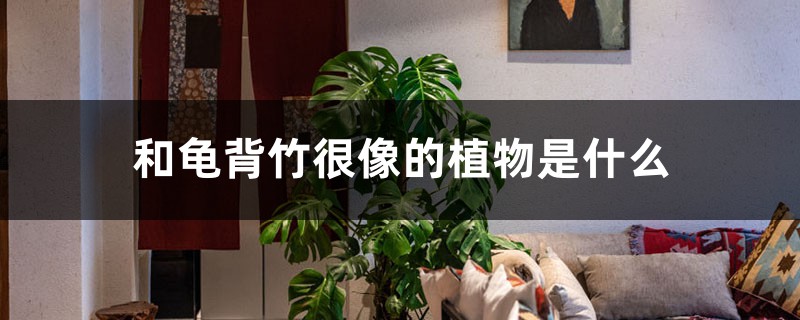 和龟背竹很像的植物是什么 和龟背竹很像的植物是什么