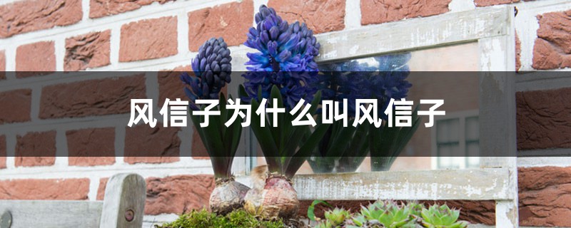 风信子为什么叫风信子 风信子为什么叫风信子