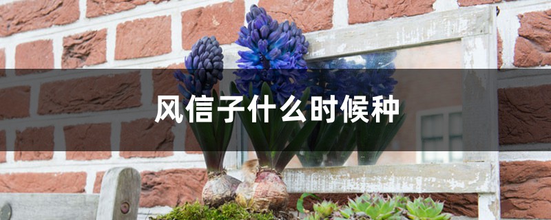 风信子什么时候种 风信子什么时候种