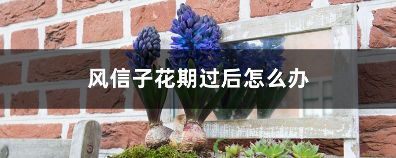 风信子花期过后怎么办 风信子花期过后怎么办