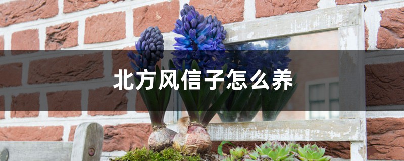 北方风信子怎么养 北方风信子怎么养