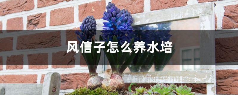 风信子怎么养水培 风信子怎么养水培