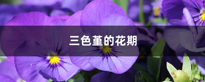 三色堇的花期 三色堇的花期
