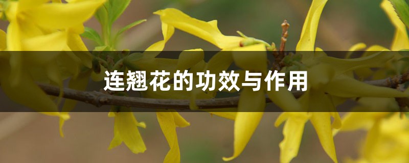 连翘花的功效与作用 连翘花的功效与作用