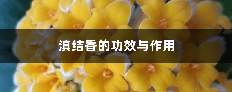 滇结香的功效与作用 滇结香的功效与作用