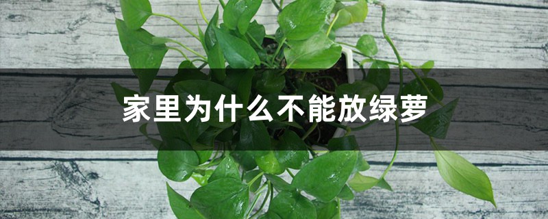 家里为什么不能放绿萝 家里为什么不能放绿萝