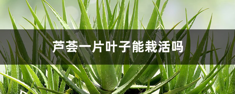 芦荟一片叶子能栽活吗 芦荟一片叶子能栽活吗