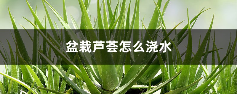 盆栽芦荟怎么浇水 盆栽芦荟怎么浇水