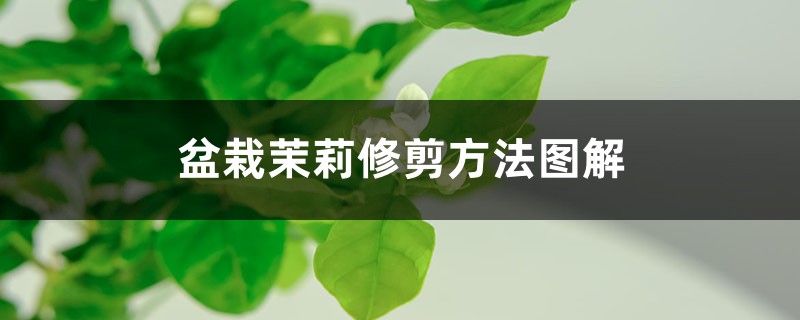 盆栽茉莉修剪方法图解 盆栽茉莉修剪方法图解
