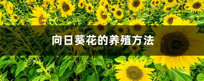 向日葵花的养殖方法 向日葵花的养殖方法