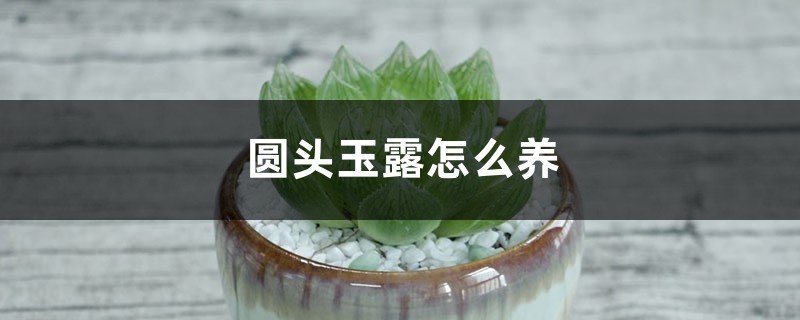 圆头玉露怎么养 圆头玉露怎么养