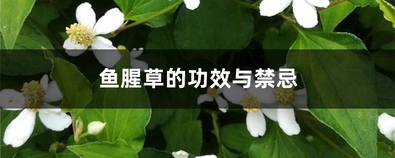 鱼腥草的功效与禁忌 鱼腥草的功效与禁忌