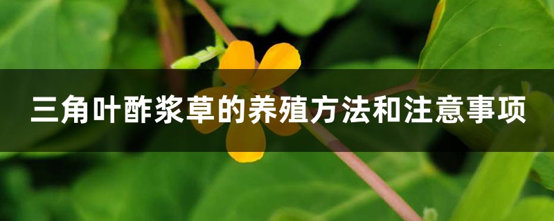 三角叶酢浆草的养殖方法和注意事项 三角叶酢浆草的养殖方法和注意事项