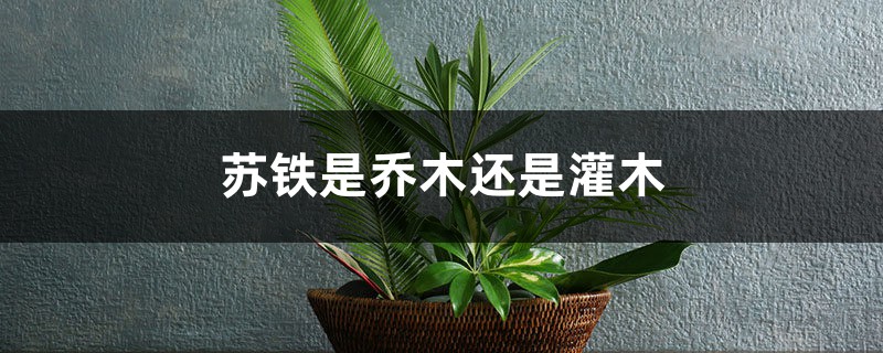 苏铁是乔木还是灌木 苏铁是乔木还是灌木