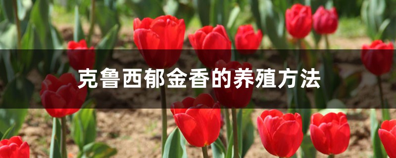 克鲁西郁金香的养殖方法 克鲁西郁金香的养殖方法