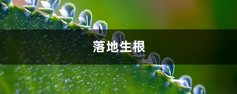 这花再好看也别养,落地生根就疯长,简直就是生物入侵! 这花再好看也别养,落地生根就疯长,简直就是生物入侵!