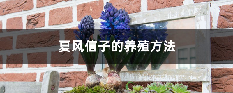 夏风信子的养殖方法 夏风信子的养殖方法