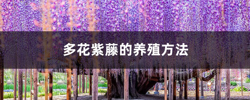 多花紫藤的养殖方法 多花紫藤的养殖方法