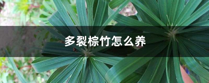 多裂棕竹怎么养 多裂棕竹怎么养