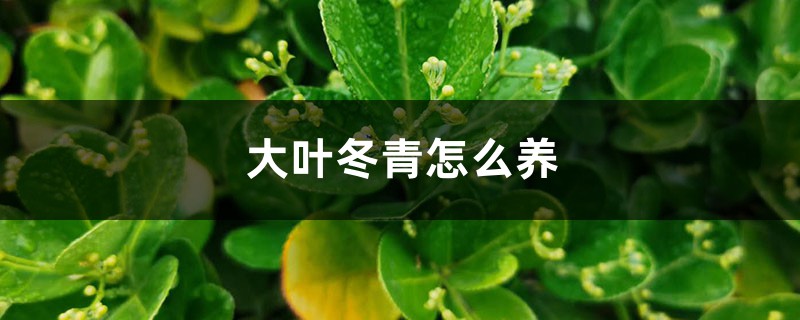 大叶冬青怎么养 大叶冬青怎么养