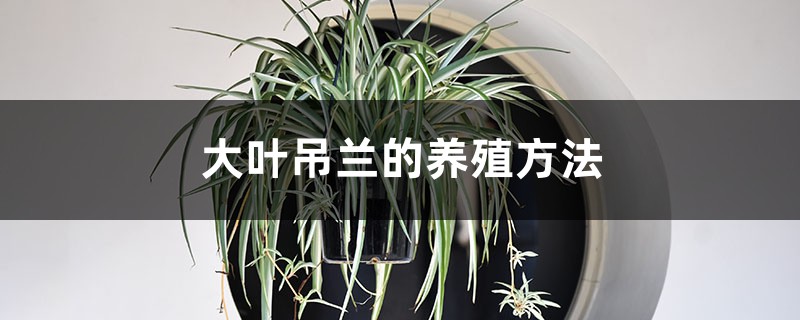 大叶吊兰的养殖方法 大叶吊兰的养殖方法