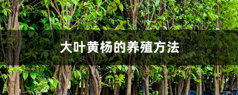大叶黄杨的养殖方法 大叶黄杨的养殖方法