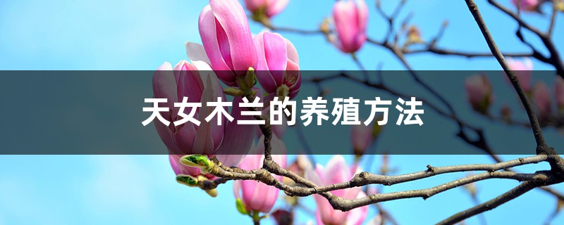 天女木兰的养殖方法 天女木兰的养殖方法