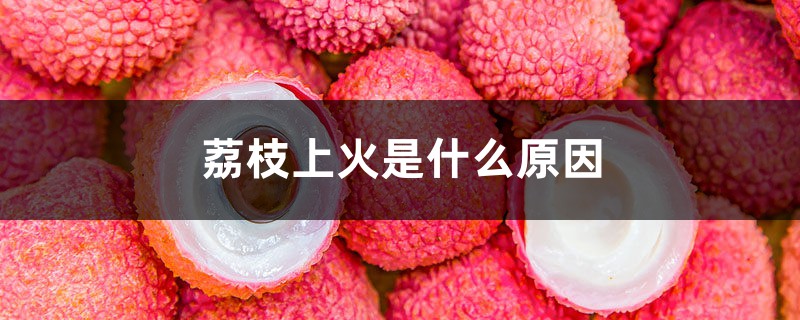荔枝上火是什么原因 荔枝上火是什么原因