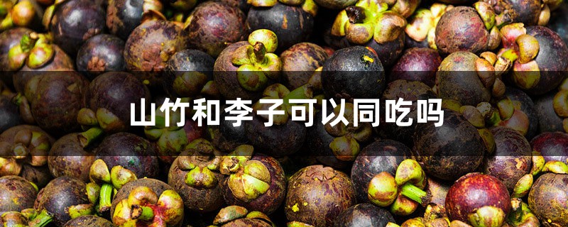 山竹和李子可以同吃吗 山竹和李子可以同吃吗