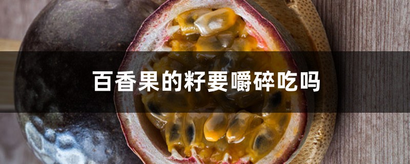 百香果的籽要嚼碎吃吗 百香果的籽要嚼碎吃吗