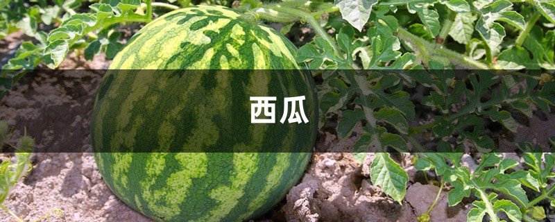 西瓜只会切着吃?白活几十年!这才是西瓜的正确吃法! 西瓜只会切着吃?白活几十年!这才是西瓜的正确吃法!