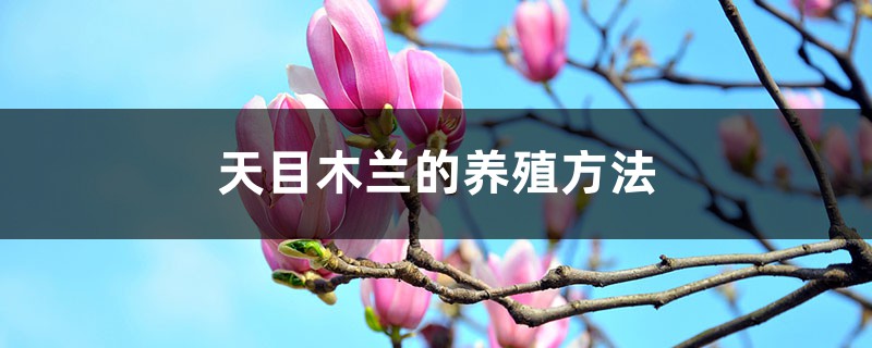天目木兰的养殖方法 天目木兰的养殖方法
