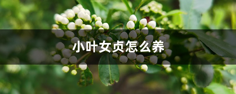 小叶女贞怎么养 小叶女贞怎么养