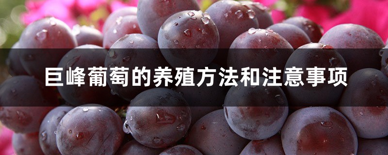 巨峰葡萄的养殖方法和注意事项 巨峰葡萄的养殖方法和注意事项