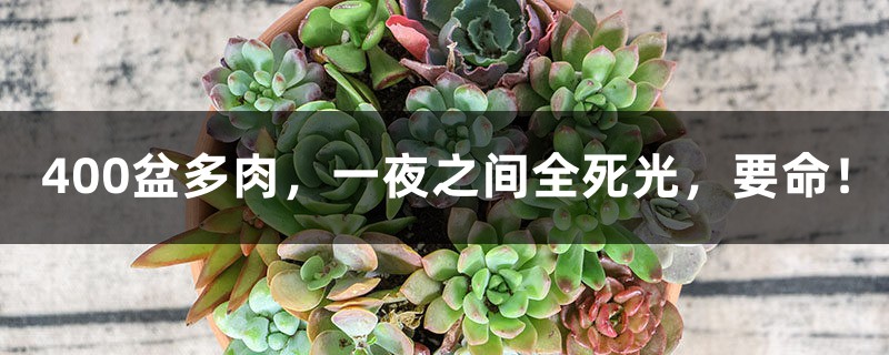 400盆多肉,一夜之间全死光,要命! 400盆多肉,一夜之间全死光,要命!