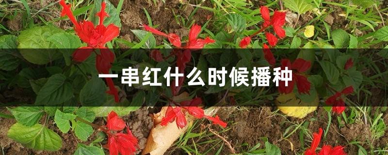 一串红什么时候播种 一串红什么时候播种