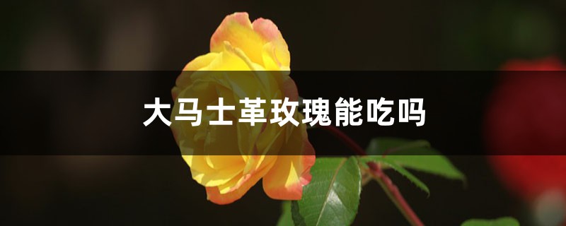 大马士革玫瑰能吃吗 大马士革玫瑰能吃吗