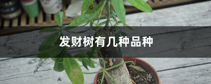 发财树有几种品种 发财树有几种品种