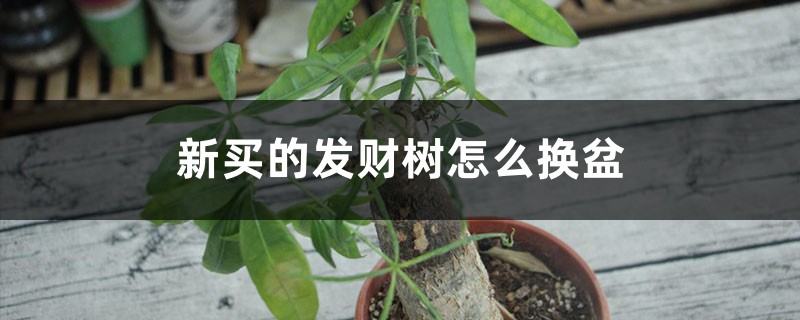 新买的发财树怎么换盆 新买的发财树怎么换盆