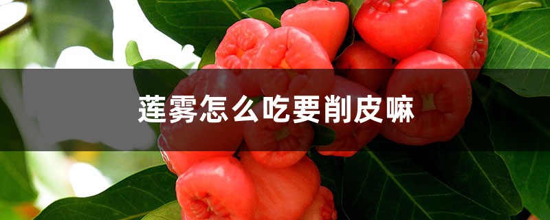 莲雾怎么吃要削皮嘛 莲雾怎么吃要削皮嘛