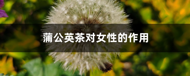 蒲公英茶对女性的作用 蒲公英茶对女性的作用