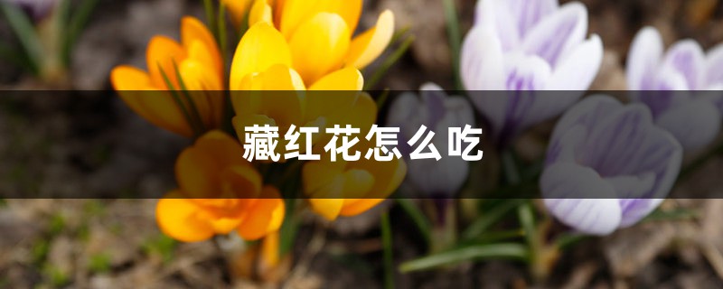 藏红花怎么吃 藏红花怎么吃