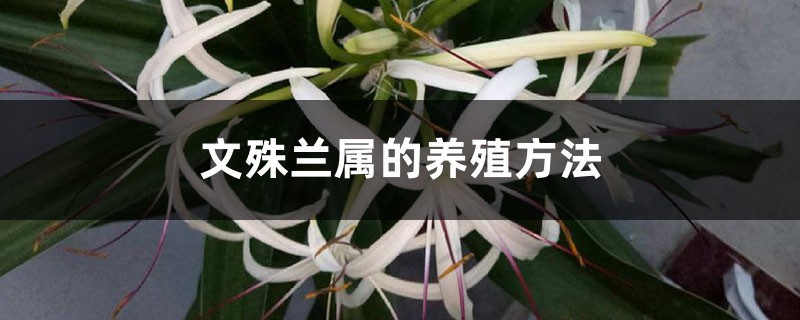 文殊兰属的养殖方法 文殊兰属的养殖方法