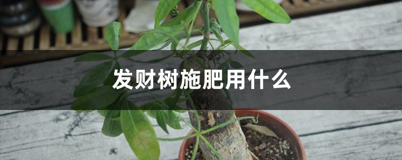 发财树施肥用什么 发财树施肥用什么