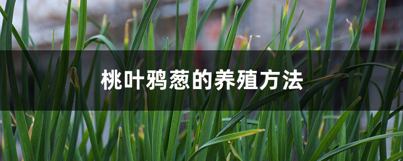 桃叶鸦葱的养殖方法 桃叶鸦葱的养殖方法