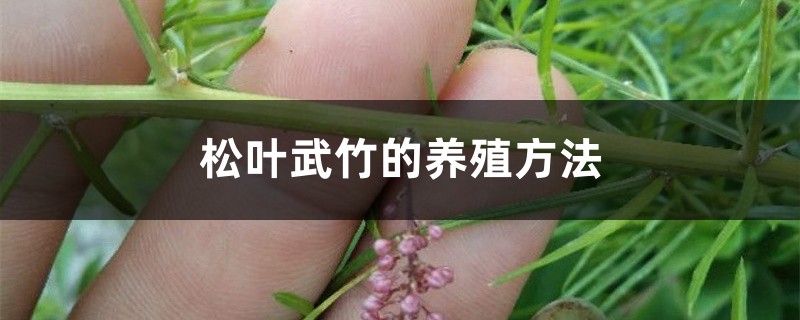 松叶武竹的养殖方法 松叶武竹的养殖方法