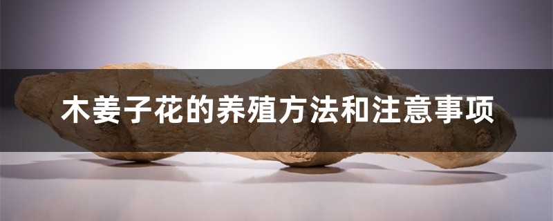 木姜子花的养殖方法和注意事项 木姜子花的养殖方法和注意事项