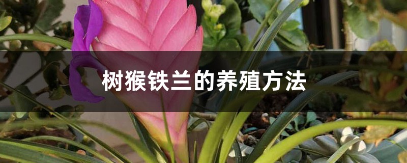 树猴铁兰的养殖方法 树猴铁兰的养殖方法